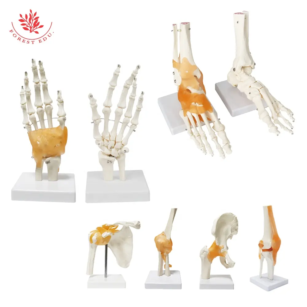 FOREST 인대와 어깨 팔꿈치 손 엉덩이 무릎 발 관절 모델을 포함한 여섯 가지 주요 1:1 시뮬레이션 인간 관절 모델