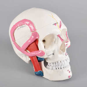 Modelo de cráneo M5009 con puntos de anclaje musculares para enseñanza médica - Product Image 4