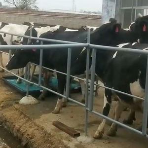 Nuevo Baño <span class=keywords><strong>para</strong></span> el Tratamiento de Enfermedades de Pezuñas en Animales de Granja, Cuidado de <span class=keywords><strong>la</strong></span> Salud de las Pezuñas de Vacas, Bañera de Medicina Duradera - Product Image 6