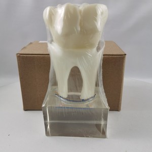 Modèle de nerf dentaire M7023 en résine, modèle anatomique pathologique pour l'enseignement des sciences médicales - Product Image 2