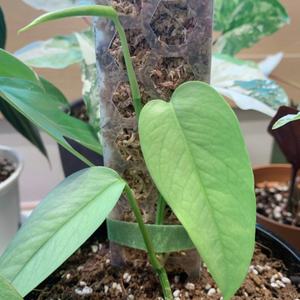 เสาพลาสติกสำหรับพืชเลื้อย  แท่งพลาสติกสำหรับพืช  เสาพยุงต้นไม้ในร่ม  แท่งพลาสติกสำหรับพืชเลื้อย  ขยายฐานรองรับต้นไม้  เสาสำหรับพืชเลื้อย - Product Image 5