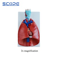 Anatomie Modèle d'enseignement médical Mannequin SC-A1072 Gorge Coeur Poumon Modèle