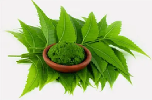 Extracto de hoja de Neem puro al por mayor, extracto de hierbas naturales, suministro a granel de polvo de Neem orgánico de alta calidad - Product Image 3