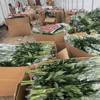 Fleurs de lys fraîchement coupées, roses, lot de 10, décoratives, en provenance de Chine, vente chaude aux Philippines et au Vietnam, avec emballage isotherme.