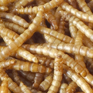 יבש Mealworm עבור ציפורים ארוז חבית 100g - Product Image 5