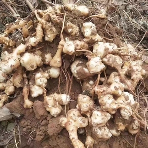 Inulina en Polvo a Granel 60% Grado Alimenticio Extracto Herbal de Plantas en Stock - Product Image 3