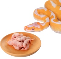 Souris congelées pour animaux de compagnie Serpents Lézards Grenouilles Tortues Crocodiles Faucons Chats et aliments pour reptiles