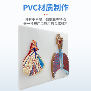 Modèle médical en relief agrandi de l'anatomie du système respiratoire humain, du tissu alvéolaire, des cavités nasale et orale. - Product Image 2
