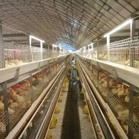 Serre tunnel d'élevage galvanisé à chaud Poulets et canards d'élevage Utilisation pour la volaille Fermes