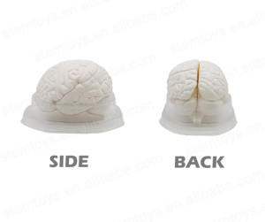 Ukuran alami 3-bagian Model anatomi otak manusia batang struktur otak Set alat pendidikan untuk mainan Teknik Sains - Product Image 5