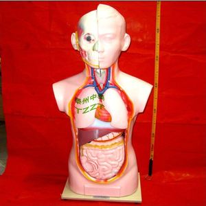 Modèle de tête, de cou et de torse J3301 Équipement expérimental biologique [Instruments pédagogiques à vendre] - Product Image 1