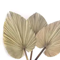 Amazon vendita calda fiori secchi e piante Frond foglia di Palma foglie di Palma secche reali per la decorazione della casa di nozze