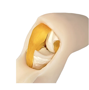 Nouveau modèle d'articulation du genou ZHIZAO, modèle d'endoscope perfusable, modèle de formation médicale, modèle de formation endoscopique sous-marine - Product Image 5