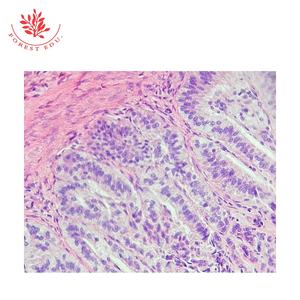 Ressources pédagogiques Lames de microscope préparées Étude de l'enseignement supérieur Section de la moelle épinière Lames d'histologie humaine - Product Image 2