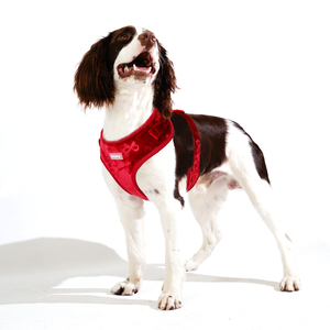 HanYang Custom Print Dog Set Winter Luxury 2026 Design <b>Teddy</b> Velvet <b>Small</b> Adjustable Pet Harness Vest - Product Image 6