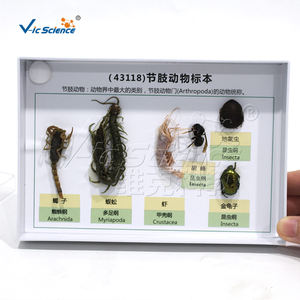 Collection d'échantillons d'<span class=keywords><strong>arthropodes</strong></span>, modèle anatomique pédagogique d'<span class=keywords><strong>insectes</strong></span> et d'<span class=keywords><strong>arthropodes</strong></span> en PVC pour les écoles de médecine - Product Image 2