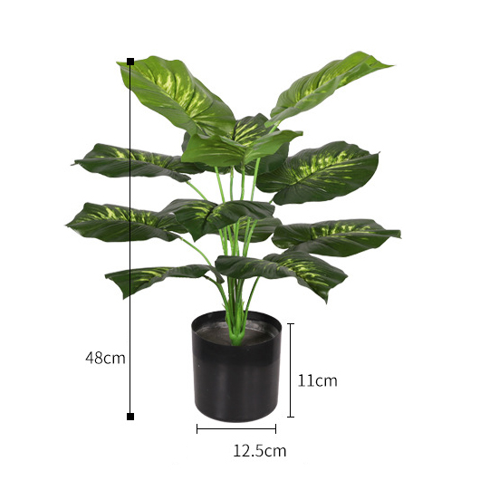 48cm/sempreverde