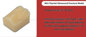 Module de ponction thyroïdienne guidée par ultrasons, modèle d'entraînement à l'anatomie humaine - Product Image 3