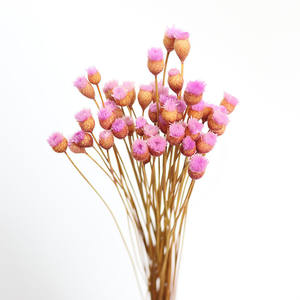 Mini Margarita importada de Brasil, flor feliz seca para decoración del hogar - Product Image 2