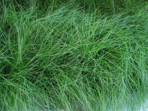แผ่นพีทมอสกดสำหรับการจัดสวน - Product Image 6