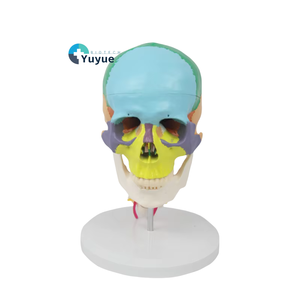 Modèle <span class=keywords><strong>de</strong></span> vertèbres cervicales à 7 avec crâne à code couleur Modèle anatomique grandeur nature pour l'enseignement et la formation chiropratique - Product Image 1