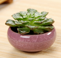 Mini-pots en céramique émaillée en gros pour la maison, idéaux pour les cactus, les succulentes et comme pots à thé effet craquelé