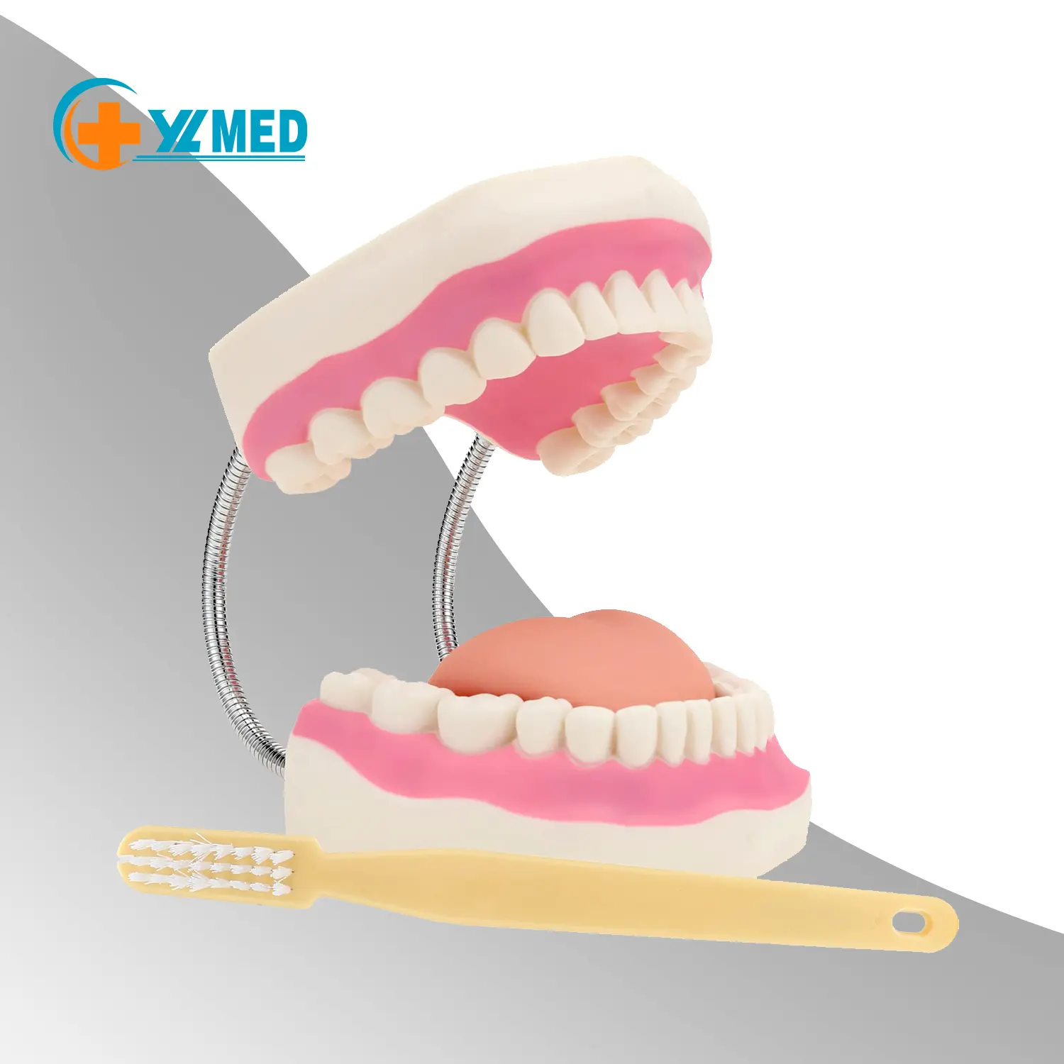 Medicina de fábrica de ciencia médica, modelo dental con lengua para hospital o enseñanza, 6 veces