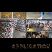 Cage de caille automatique à usage de ferme avicole
