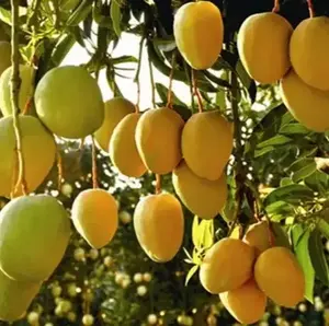 Suprimentos da Fábrica Qinshantang, Pó de Suco de Manga 100% Puro, Extrato de Fruta Fresca em Garrafa ou Lata, Pedido Mínimo de 1kg - Product Image 4