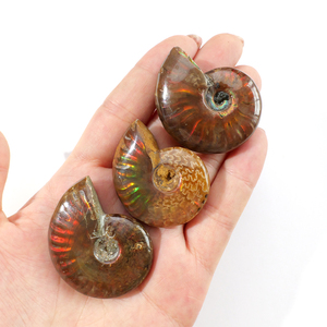 Vente en gros de coquilles d'ammonites naturelles avec iridescence arc-en-ciel, spécimens d'ammolites polies pour la guérison, la décoration intérieure et la collection - Product Image 5