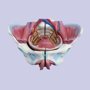 Modello di anatomia pelvica femminile con nervi genitali e vascolari per l'insegnamento e la formazione medica - Product Image 4