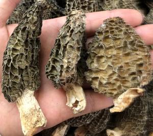 Toptan fiyat organik kurutulmuş Morel mantar Morilles yüksek kalite taze kurutulmuş morchella mantar mantar - Product Image 6