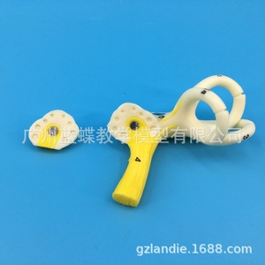 Modèle anatomique des canaux semi-circulaires de l'oreille humaine, cochléea, canal semi-circulaire, oreille interne, modèle d'oreille, modèle du labyrinthe auditif - Product Image 5