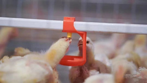 <span class=keywords><strong>Abreuvoir</strong></span> automatique pour tétine de poulet pour fermes avicoles Système d'<span class=keywords><strong>abreuvoir</strong></span> monté facile d'accès Plastique en acier inoxydable utilisé - Product Image 6