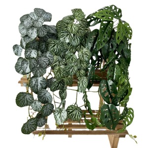 Plante artificielle de jardin avec feuilles perforées et rondes, hauteur 30cm-100cm, pour décoration intérieure - Product Image 5