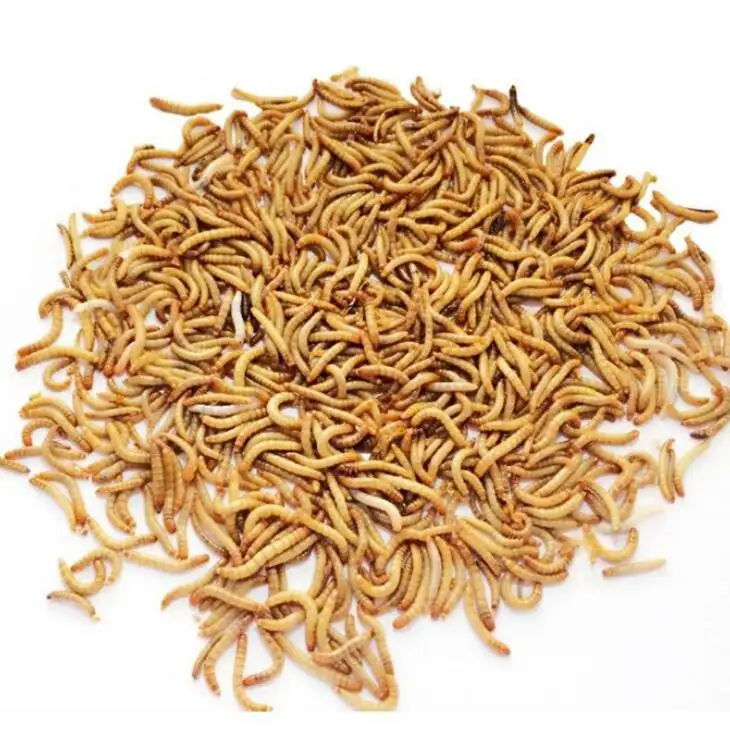 Minhoca seca a granel mealworm congelar seca mealworm para peixe, galinhas, animais pequenos de animais de estimação