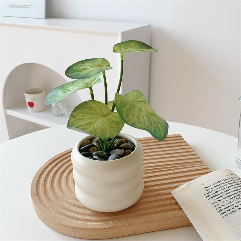 เผือกหัวใจ + ขวดทรงกลม