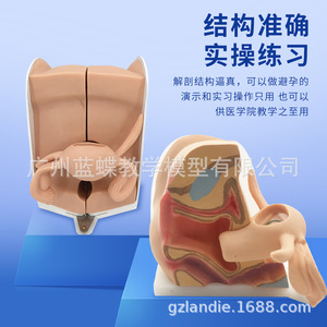 Modèle réproductif féminin, col de l'utérus, utérus, vagin, ovaires, examen gynécologique, enseignement sur la confidentialité reproductive, modèle souple 1:1 - Product Image 2