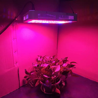 Lampe de culture LED à spectre complet 1000W, double puce, CRI 80 élevé, favorisant la floraison, efficacité 120lm/W pour plantes commerciales d'intérieur