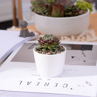 Vente en gros de pots en céramique blanche créatifs, mini ensembles circulaires de fleurs succulentes, présentoirs de bonsaïs au design minimaliste pour le shopping dans les jardins