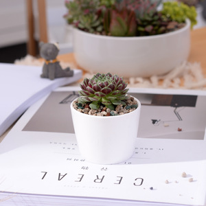 Venta al por mayor de macetas de cerámica blancas creativas, mini conjuntos circulares de flores suculentas, diseño minimalista, bonsái exhibidor para jardines de compras - Product Image 5