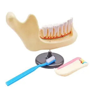 2023 New STEM Dental Care denti mandibili umani modello anatomico con spazzolino medico biologico e insegnamento studio apprendimento