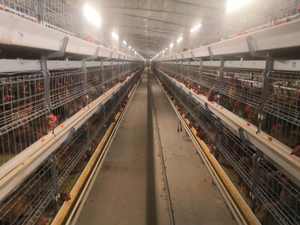 TBB Cages pour poulets de chair de marque célèbre avec système d'alimentation automatique pour la maison ou le commerce en Afrique - Product Image 3