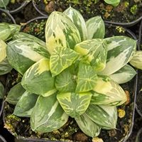 Plante Haworthia écologique pour la décoration intérieure, hauteur 6-7 cm, absorption du formaldéhyde, cadeau, entretien facile, origine Chine