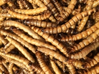 Mangeoire séchée au micro-ondes Superworms pour oiseaux de compagnie Lézards Geckos Hérissons Caméléons Hamster Poulet Friandises