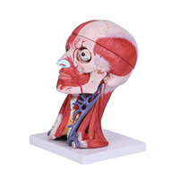 Modèle d'anatomie de la tête et du cou humains en 10 parties, avec muscles, vaisseaux et cerveau numérotés, pour l'éducation