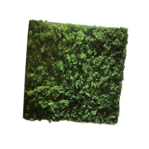 Musgo Eterno para Interiores/Exteriores, Verde Natural, Hecho a Mano, Ecológico, Decoración de Pared, Material para Manualidades, Preservación de Flores para Pascua - Product Image 4