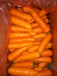 Fresh <strong>Carrot</strong> New Crop Farm No Organic <strong>Chinese</strong> Fresh <strong>Carrots</strong> Added - Product Image 3