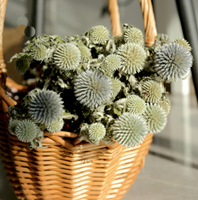 2026 Bunga Thistle Biru Kering Alami Echinops Ramah Lingkungan untuk Dekorasi Pernikahan Modern, Halloween, Natal, Arsitektur, dan Rumah