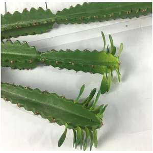 <span class=keywords><strong>Cactus</strong></span> artificiel en plastique, verdure écologique, décoration murale réaliste, cadeau de remise de diplôme, fausses fleurs - Product Image 6